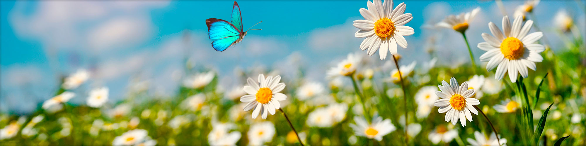 Flowers & Butterfly